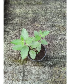Aloysia gratissima – Ninarupa