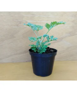 Artemisia Absinthium – Assenzio pianta biologica