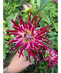 Dalia Hollyhill Spider Woman – Ornamentale