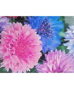 Centaurea cyanus – Fiordaliso mix colori