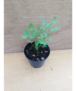 Levisticum officinale – Sedano perenne, maggi