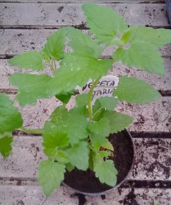 Nepeta cataria biologica – Erba dei gatti, Catnip