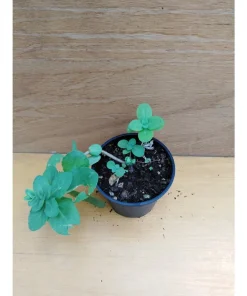 Sedum telephium – Erba della madonna