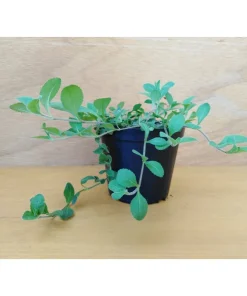 Tè svizzero – Veronica officinalis Pianta biologica