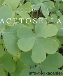 Oxalis acetosella