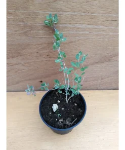 Atriplex Halimus biologica – pianta del sale