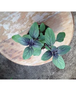 Ocimum kilimanjaricum per basilicum ‘Purpurascens’ – Basilico perenne africano Pianta biologica