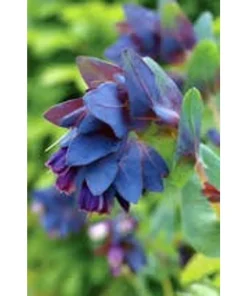 Cerinthe Major – erba vajola