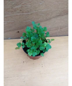 Coriandrum sativum – Coriandolo Pianta biologica