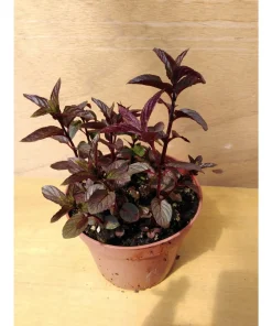 MENTA NERA – Mentha piperita rubescens