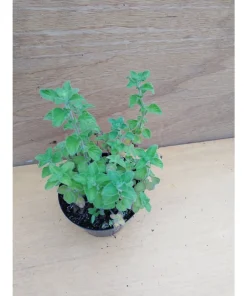 Calamintha nepeta – Mentuccia romana, nepitella Pianta biologica