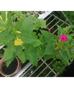 Mirabilis Jalapa – Bella di notte