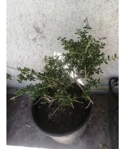 Nashia inaguensis – Tè dalle Bahamas