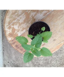 Nepeta cataria ssp.citriodora – erba dei gatti limone, Catnip Pianta biologica